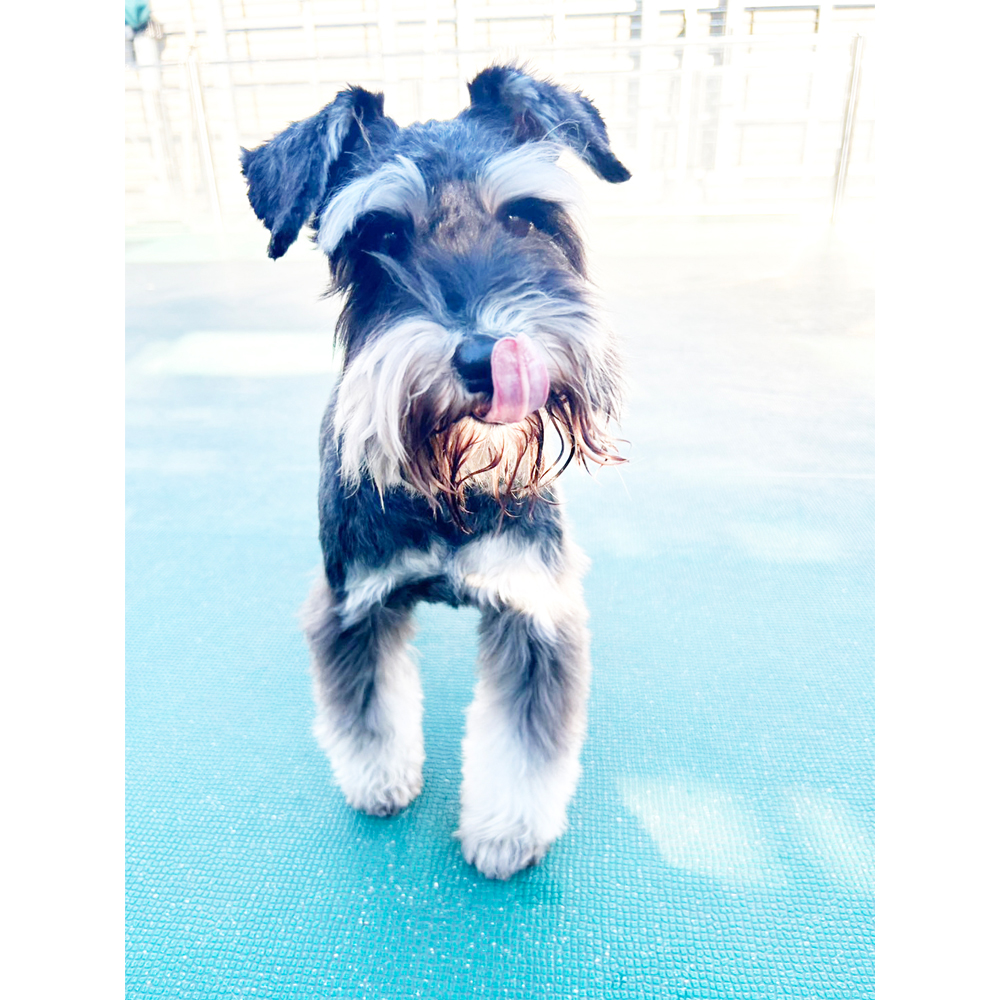 生徒が撮影したモデル犬写真②